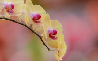 Картинка орхидея, желтый, цветок, фалинопсис, ветка