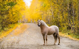 Картинка осень, дорога, конь