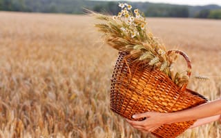 Картинка field, hands, basket, wheat