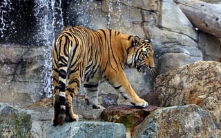 Картинка тигр, водопад, полоски, камни, хищник