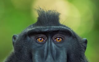 Картинка глаза, взгляд, обезьяна