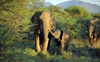 Обои слоны, природа, Африка