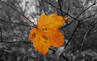 Картинка осень, листок, деревья, клен, капли, дождь, ветки