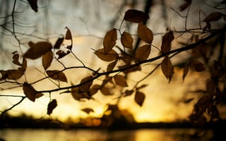 Картинка листья, осень, осенние, макро, природа, фотографии, дерево