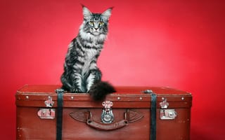 Картинка чемодан, кошка