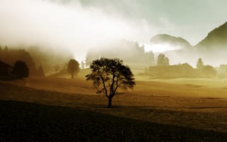Картинка туман, ферма, деревья, сопки, дерево