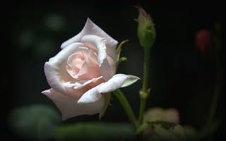 Обои роза, макро, цветок