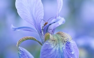 Картинка цветок, жук, цветы, синий, макро, насекомые