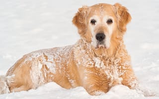Обои собака, взгляд, снег, пес, зима