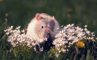 Картинка крыса, цветы, грызун