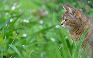 Картинка трава, кошка, размытость