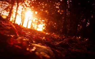 Картинка Листья, деревья, свет, осень