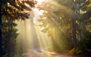 Картинка лес, дорога, свет