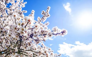 Обои весна, blossom, цветение, spring, sunshine, flowers