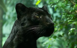 Картинка черная пантера, дикая кошка, листва