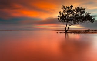 Картинка закат, дерево, озеро
