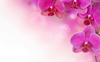 Картинка орхидея, цветок, цветы, растение, растения, цветочный, розовый