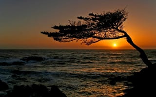 Картинка закат, кривое, волны, море, дерево