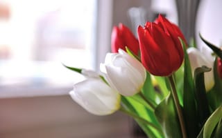 Обои тюльпаны, цветы, лепестки