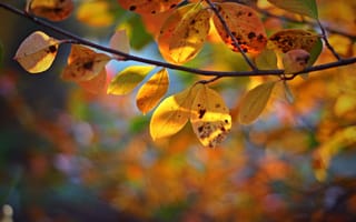 Картинка листья, осень, боке, ветка