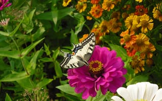 Обои цветок, лето, бабочка