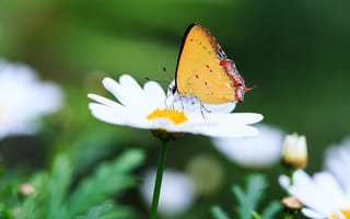 Картинка бабочка, макро, ромашка, цветы, природа