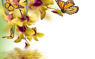 Картинка бабочка, орхидея, цветок, цветы, растение, растения, цветочный, вода