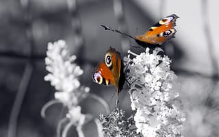 Картинка бабочки, природа, цветы
