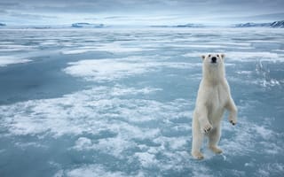 Картинка арктика, лед, белый мишка