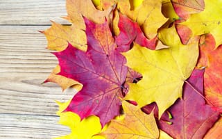Картинка листья, бордовые, желтые, клен, осень, оранжевые