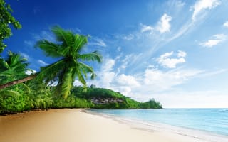 Картинка океан, море, вода, природа, берег, побережье, песок, песчаный, пляж, пальма, дерево, тропики, тропический, лето