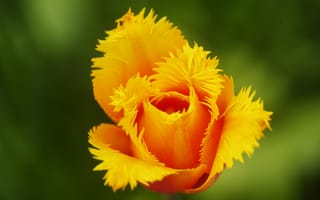 Картинка цветок, махровый, тюльпан, желтый