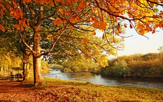 Картинка осень, осенние, время года, сезоны, сезонные, лес, деревья, дерево, природа, парк, река