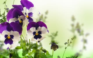 Картинка violet, yellow, анютины глазки, цветы, garden, Viola, white, листики