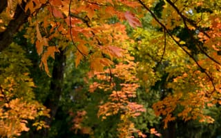 Картинка осень, осенние, время года, сезоны, сезонные, лес, деревья, дерево, природа, кленовый лист, лист, клен, листья, листва
