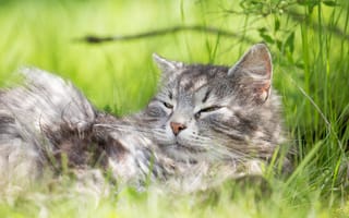 Картинка кот, кошки, кошка, кошачьи, домашние, животные, котенок, маленький, полосатый, сон, сонный, трава, растение