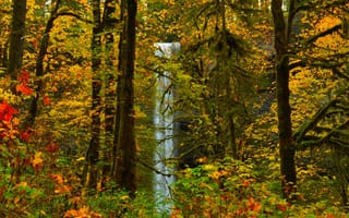 Картинка осень, осенние, время года, сезоны, сезонные, лес, деревья, дерево, природа, водопад