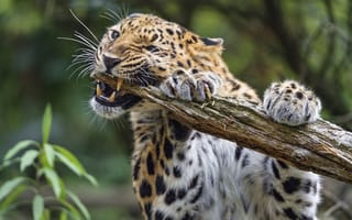 Картинка амурский, леопард, ©Tambako The Jaguar, кошка, бревно