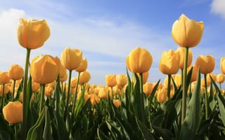 Картинка тюльпаны, небо, растения, цветы, поляна, желтые, природа, поле