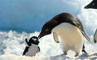 Картинка пингвин, птица, птицы, животное, животные, птенец, маленький, крошечный, зима, снег