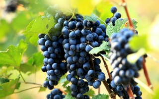 Обои виноград, красный, куст, природа, грозди, ягоды, листья