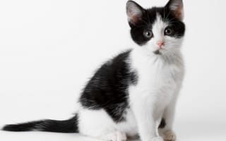 Картинка кот, кошка, белый, котенок, черный