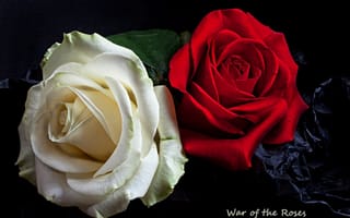 Обои розы, лепестки, бутоны