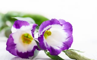 Обои фиолетовые, сиреневые цветы, цветы