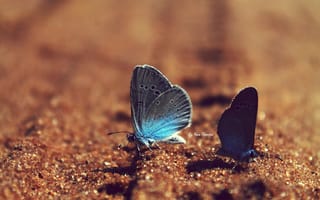 Обои песок, голубые, бабочки