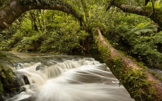 Картинка каскад, деревья, река, Новая Зеландия, New Zealand, Catlins River, лес