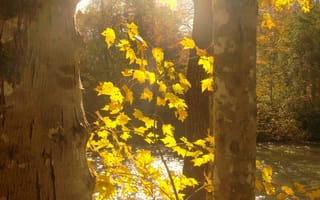 Обои листья, осень, деревья, природа, река, свет
