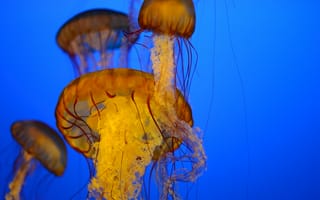 Обои под водой, много, море, медузы