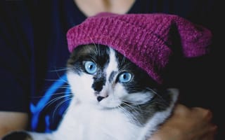 Картинка голубоглазая, шапочка, кошка, взгляд
