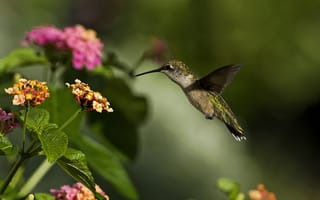 Картинка колибри, птица, цветок, зелень, солнечно, макро